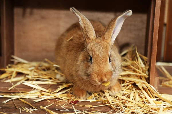 Roztomilý králík ve stodole, zblízka — Stock fotografie