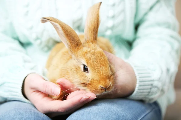 Donna che tiene piccolo coniglio carino, da vicino — Foto Stock