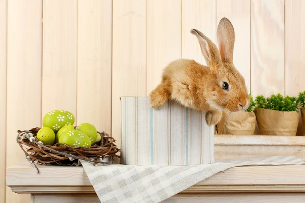 Roztomilý červený králík — Stock fotografie