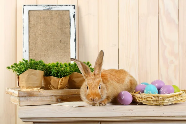 Cute red rabbit — Stock Photo, Image