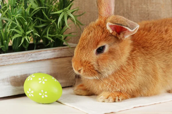 Cute red rabbit — Stock Photo, Image