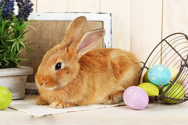 Cute red rabbit — Stock Photo, Image