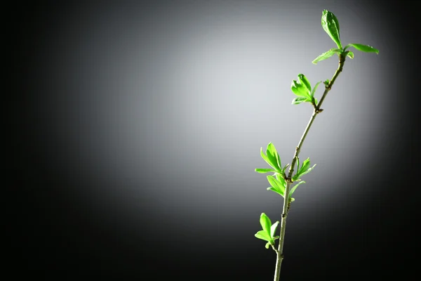 Unga blad på kvist — Stockfoto