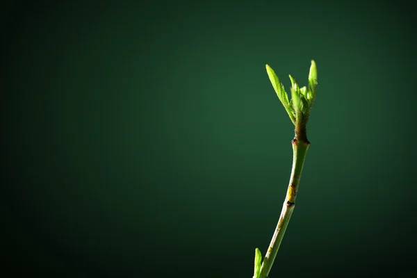 年轻的叶子在树枝上 — 图库照片