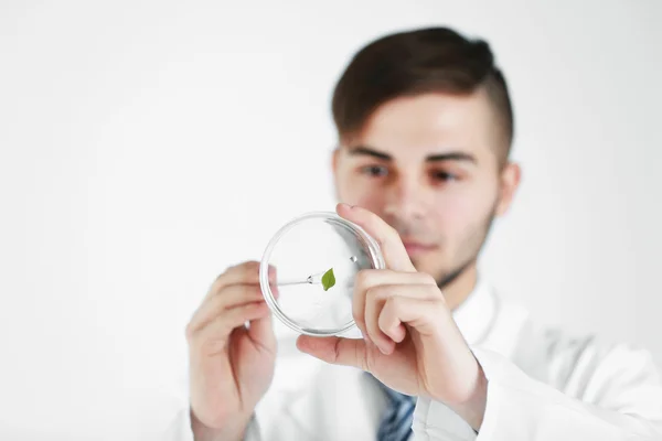 Man anläggningen petriskål med grönt blad, närbild — Stockfoto