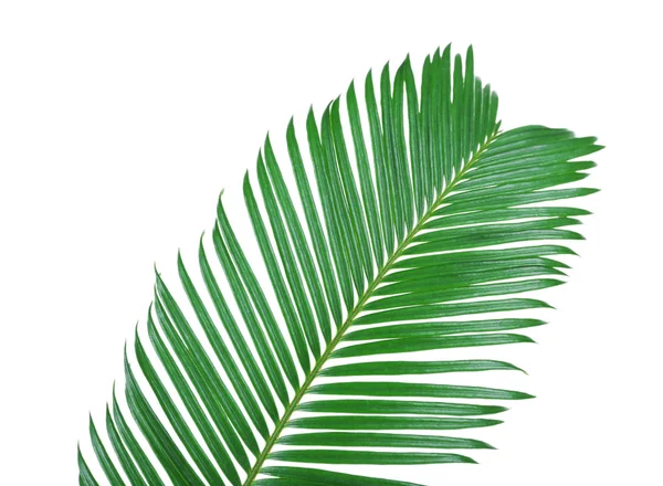 Green leaf of sago palm tree isolated on white — Stock Photo, Image