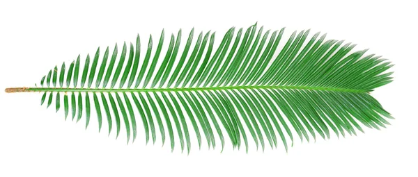 Grünes Blatt der Sago-Palme isoliert auf weißem Grund — Stockfoto