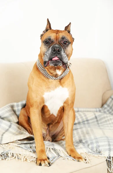 Симпатичная собака, сидящая на диване — стоковое фото