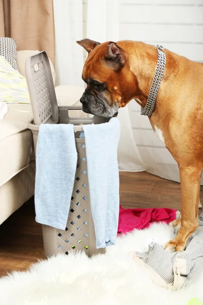 Cão destrói roupas em quarto bagunçado — Fotografia de Stock