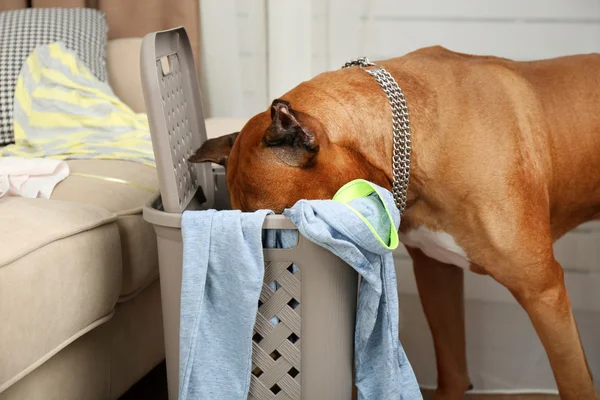 Cão destrói roupas em quarto bagunçado — Fotografia de Stock