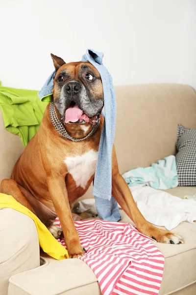 Собака в безладному приміщенні, сидячи на дивані, крупним планом — стокове фото