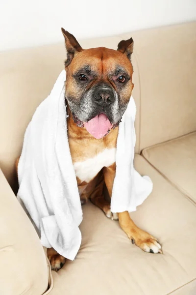 Cão bonito com toalha branca sentado no sofá, em casa fundo interior — Fotografia de Stock