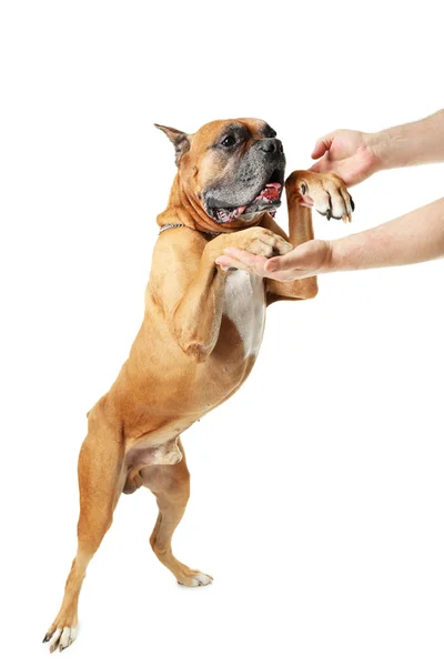 Hombre entrenando a su perro, aislado en blanco — Foto de Stock