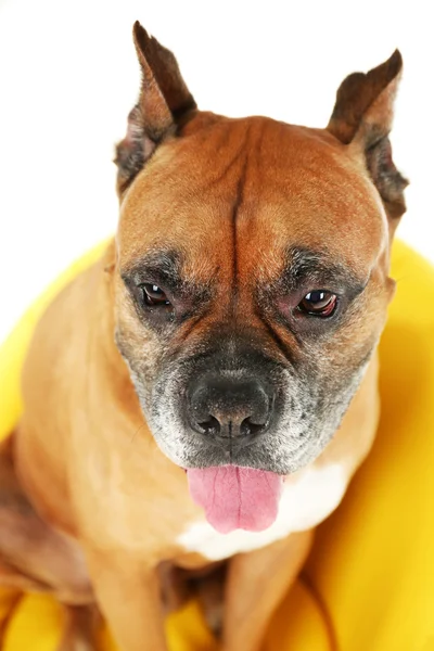 Roztomilý pes v žluté křeslo izolovaných na bílém pozadí — Stock fotografie