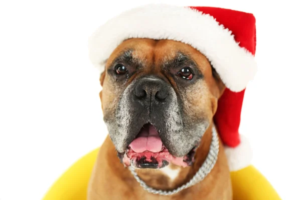 Cute dog in Christmas cap, sitting in yellow armchair isolated on white background — Stock Photo, Image