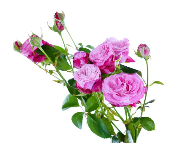 Mooie rozen geïsoleerd op wit — Stockfoto