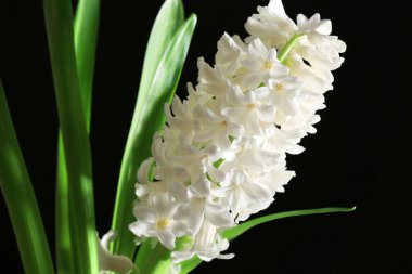 Siyah arka plan üzerine güzel beyaz sümbül