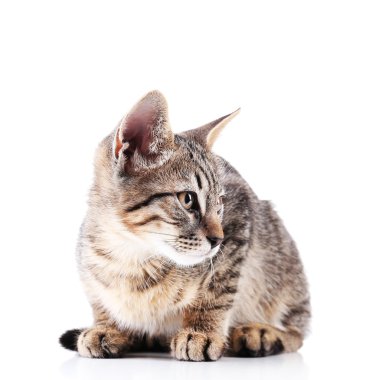 Beyaz tenli şirin kedi yavrusu.