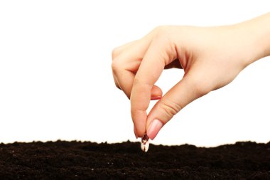 Female hand planting white bean seed in soil isolated on white clipart
