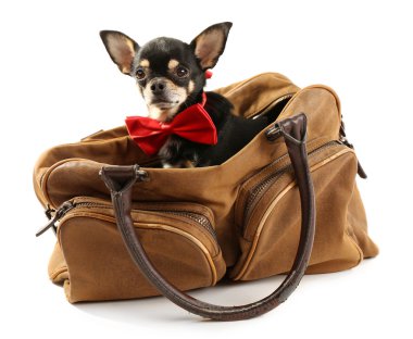 Şirin chihuahua köpek yavrusu üzerinde beyaz izole kahverengi çanta