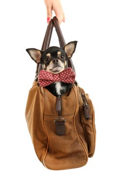 Beyaz izole kahverengi çanta içinde oturan sevimli chihuahua köpek yavrusu