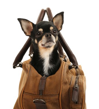 Beyaz izole kahverengi çanta içinde oturan sevimli chihuahua köpek yavrusu