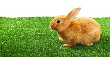 Yeşil çimenlerin üzerinde beyaz izole üzerinde şirin kahverengi tavşan