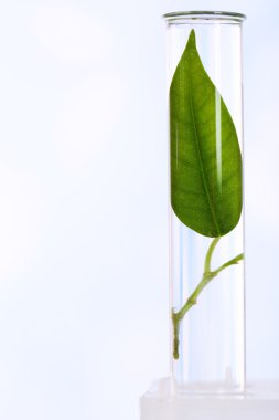 Yeşil yaprak test tüpü içinde