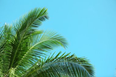 Palmiye yaprakları ve mavi gökyüzü, tatil