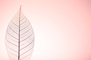 İskelet yaprağı pembe arka plan, yakın çekim