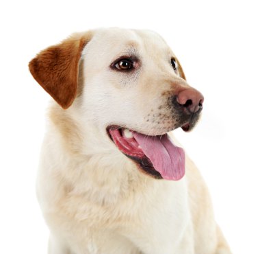 Beyaz arkaplanda izole edilmiş sevimli köpek
