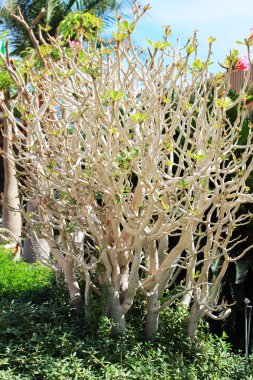 Bush ile Çiçek bahçesinde