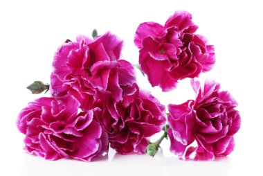 Mor karanfil beyaz izole