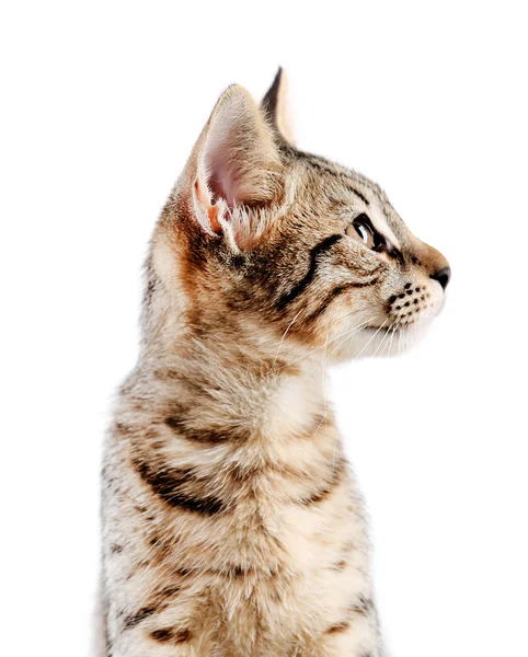 Gatinho bonito isolado em branco — Fotografia de Stock