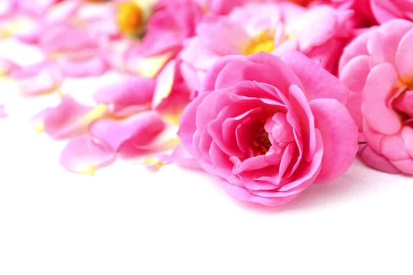 아름 다운 핑크 장미 꽃잎, 근접 촬영 — 스톡 사진