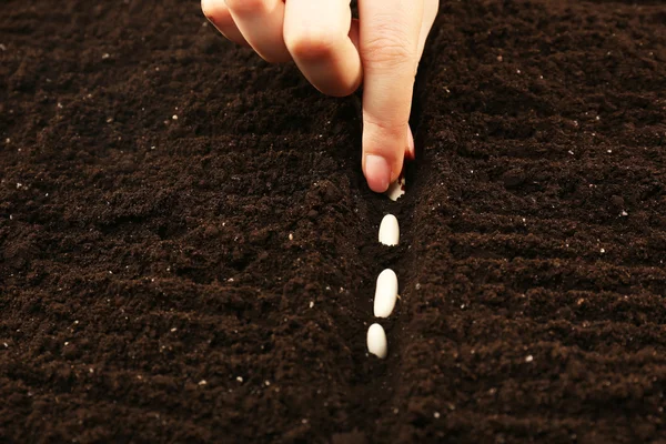 Ręka sadzenia nasion fasoli białej w glebie, zbliżenie — Zdjęcie stockowe