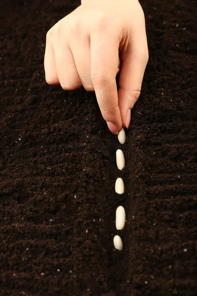 Ręka sadzenia nasion fasoli białej w glebie, zbliżenie — Zdjęcie stockowe