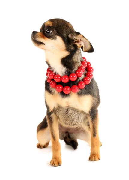 Cute chihuahua puppy in red beads isolated on white — Stock Photo, Image