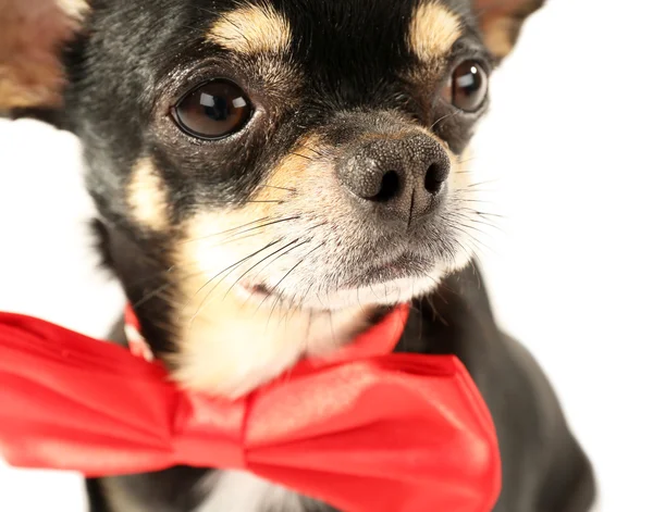 Cute chihuahua puppy in red bow tie isolated on white — Stock Photo, Image