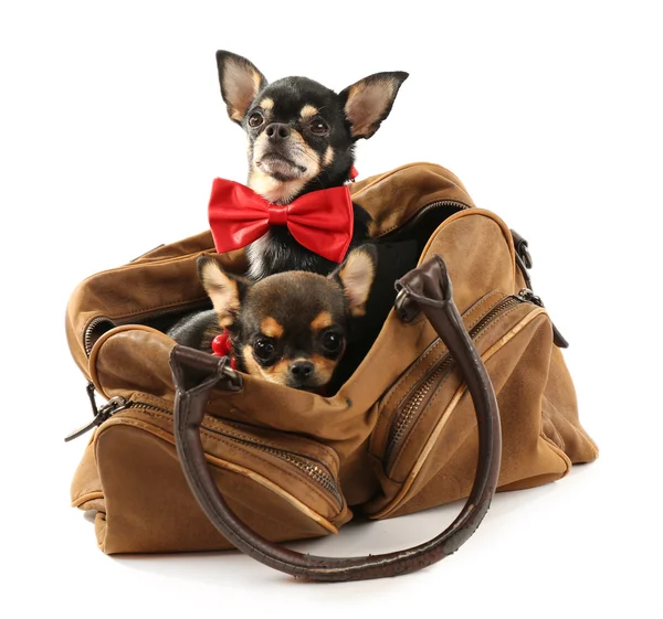 Cute chihuahua puppies in brown bag isolated on white — Stock Photo, Image