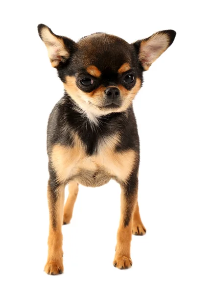 Bonito cachorro chihuahua isolado em branco — Fotografia de Stock