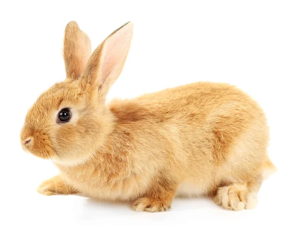 Carino coniglio marrone isolato su bianco — Foto Stock