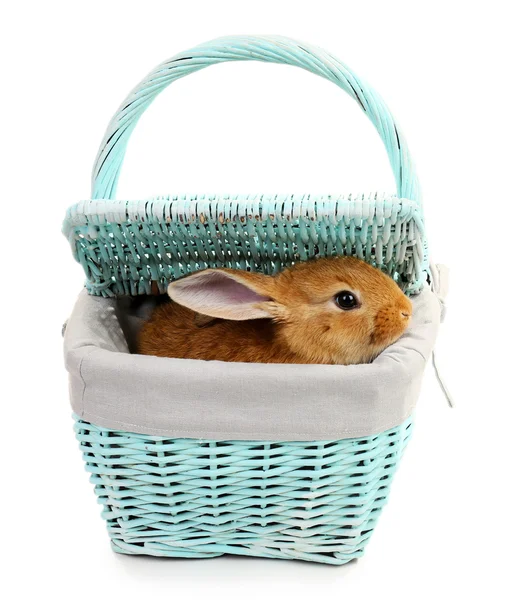 Cute brown rabbit in color wicker basket isolated on white — Stock Photo, Image