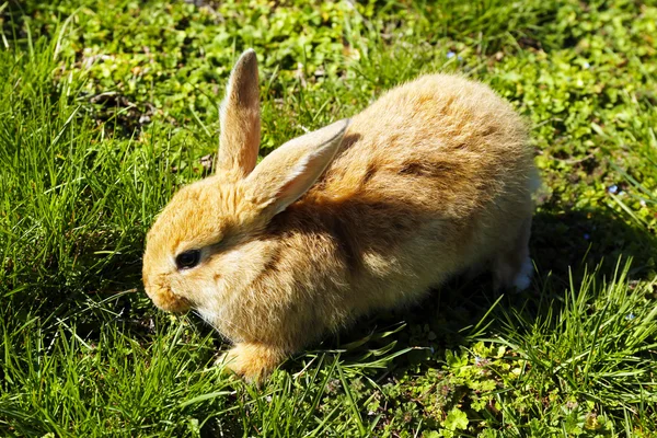 茶色でかわいいウサギ — ストック写真