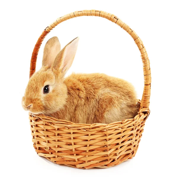 Cute brown rabbit in wicker basket isolated on white — Stock Photo, Image