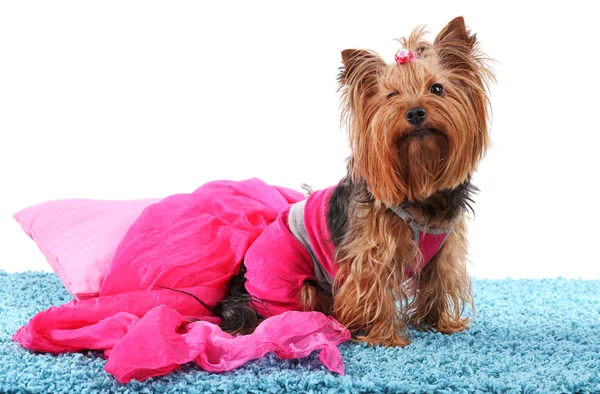Cute Yorkshire terrier dog on blue carpet isolated on white — Stock Photo, Image