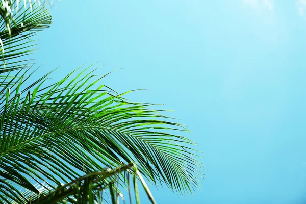 Palmenblätter und blauer Himmel auf der Ferieninsel — Stockfoto