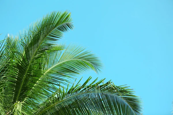 Foglie di palma e cielo azzurro, in resort — Foto Stock