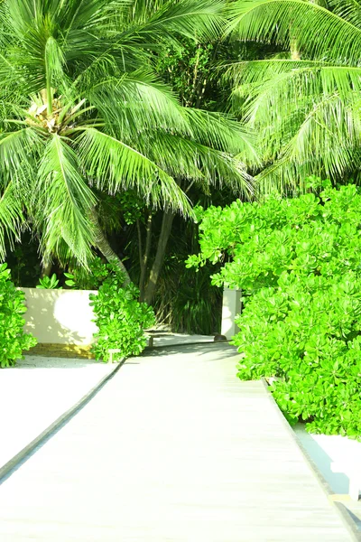 Hermosa vista de la costa con árboles exóticos en el resort — Foto de Stock