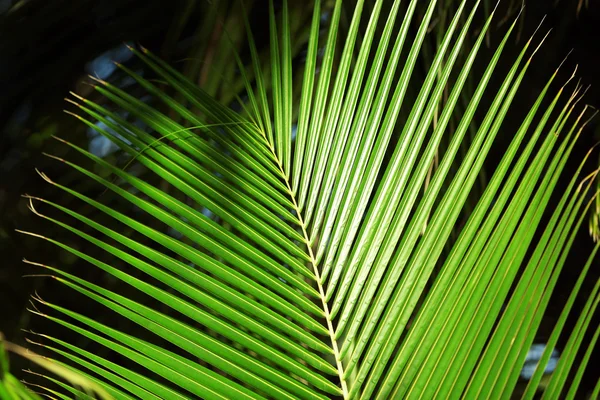 Hoja de palma exótica, primer plano —  Fotos de Stock